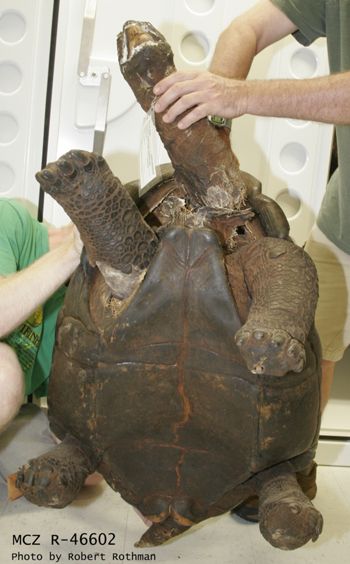 Media type: image; Herpetology R-46602